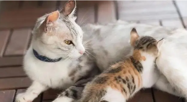 猫咪多久断奶可以送人 猫咪多久断奶可以送人
