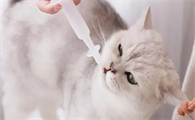 猫咪洗完澡可以立刻驱虫吗