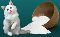 猫可以吃盐吗