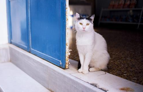 猫咪应激反应失控，盖夫静心宝从预防着手 
