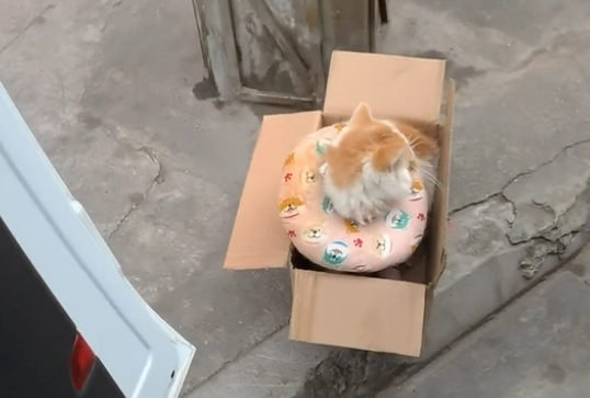 生病就被抛弃？加菲猫被带走时已经看不见了