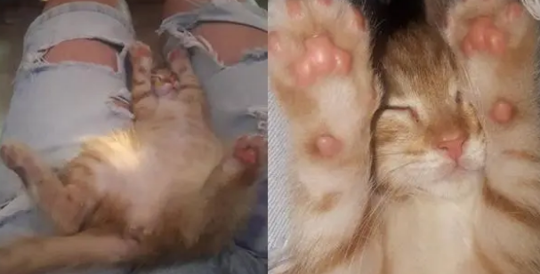 酒吧老板收养一只流浪猫，没想到它竟偷钱