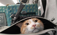 猫能上高铁吗