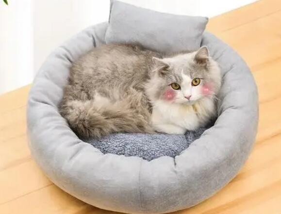 猫猫需要猫窝吗