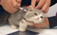 猫三联第三针有必要打吗