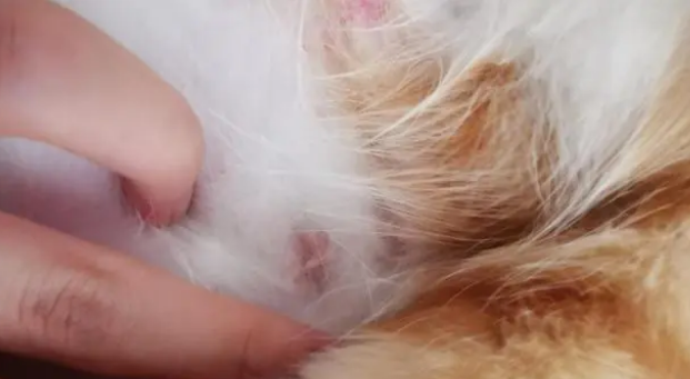 猫身上长了个小米粒大小疙瘩