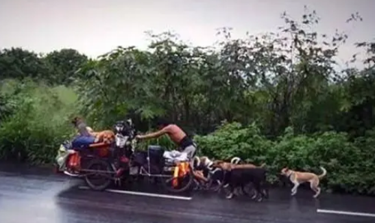 带着爱犬徒步旅行，还救助了数百只流浪狗