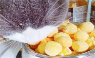 猫能吃蛋黄吗