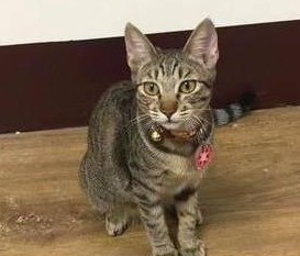 虎斑猫轻轻一跳打开抽屉,自己就能拿出玩具 虎斑猫轻轻一跳打开抽屉,自己就能拿出玩具