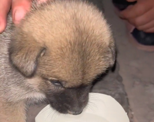 大叔捡到小土狗，没嫌弃收留它，还带它治病