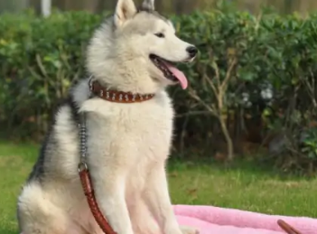 狗狗老是咬狗窝怎么办