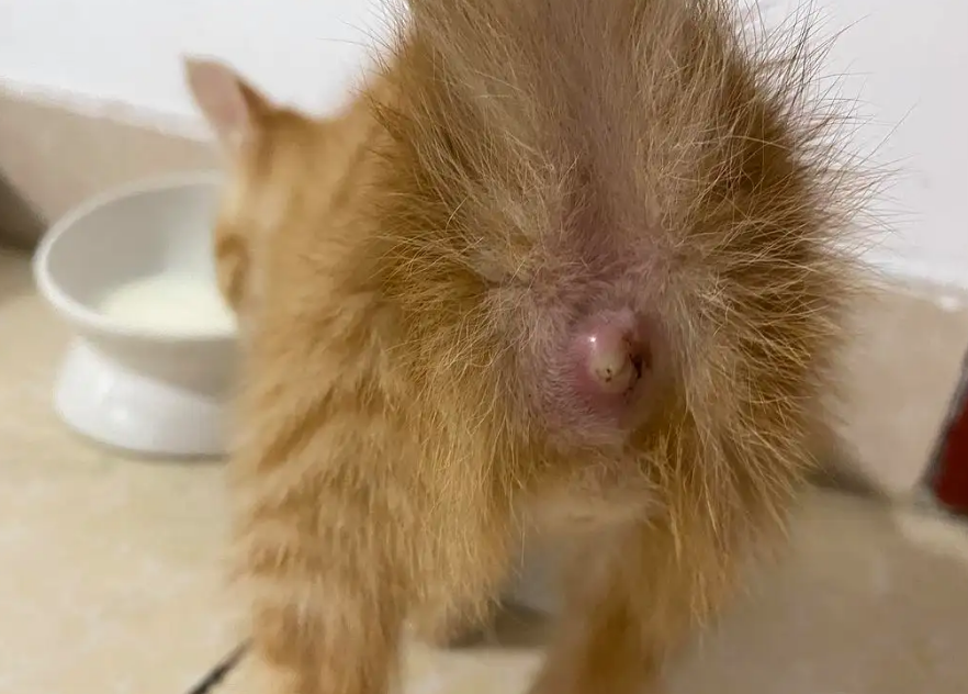 猫咪得了肛门腺炎表现症状 猫咪得了肛门腺炎表现症状