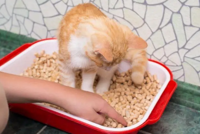 铲屎的时候猫一直在旁边?其实是这几个原因 铲屎的时候猫一直在旁边?其实是这几个原因