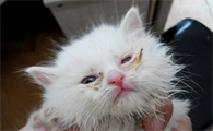 猫咪眼睛发炎