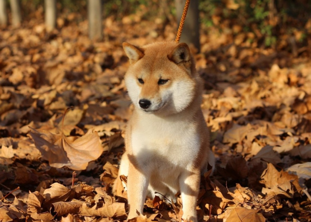 中国禁养柴犬”