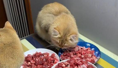 猫能吃牛肉吗