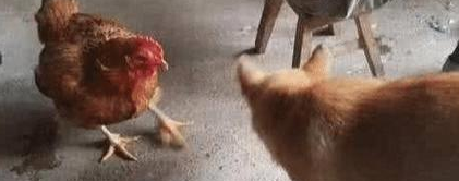 狗和鸡打完架后,发现鸡被宰了,惊恐万分_宠界新闻