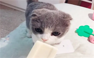 猫可以吃雪糕吗