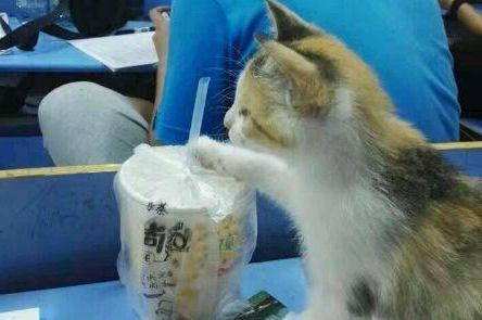 猫能喝豆浆吗