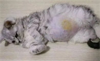猫传染性腹膜炎