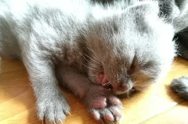 猫传腹会传染吗
