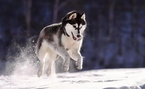 雪橇犬哈士奇 雪橇犬哈士奇