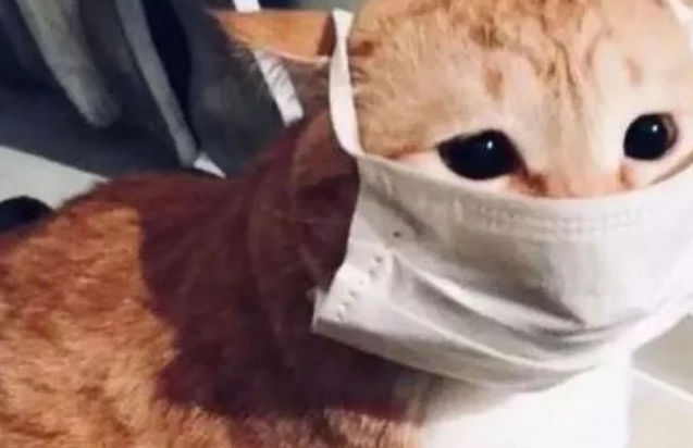 新冠阳性家里的猫怎么办