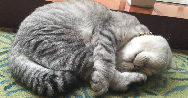 小猫身上长一颗颗小疙瘩怎么回事