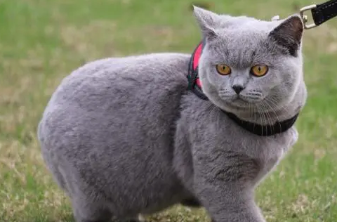 英短和蓝猫是一个品种吗？想养的了解下吧