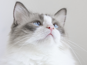 猫咪掉毛并且有黑色点点怎么回事 猫咪掉毛并且有黑色点点怎么回事