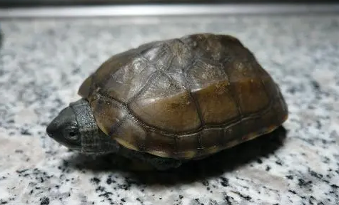 中华龟能长多大？来看看这篇文章吧