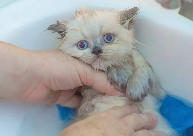 猫多久洗一次澡