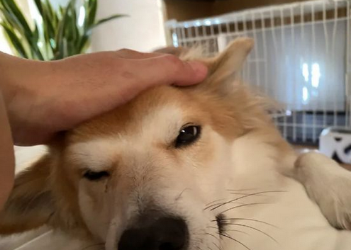 狗狗两次被遗弃,医生领养一年后,明白了原因 狗狗两次被遗弃,医生领养一年后,明白了原因