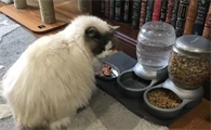 布偶适合吃的猫粮有哪些