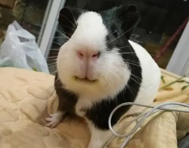 荷兰猪可以和什么一起养？饲主可以来看看
