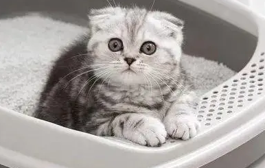 12l猫砂多少斤