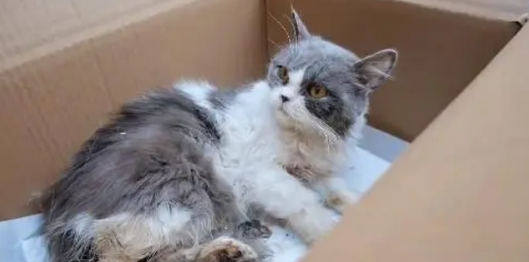 因为小哥的停留,受伤的猫咪有了改变命运的机会 因为小哥的停留,受伤的猫咪有了改变命运的机会