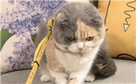猫狗牵引绳通用吗
