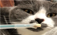 猫咪咳嗽咋回事