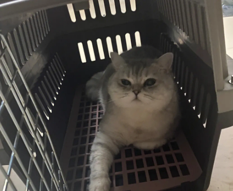 猫咪航空箱标准