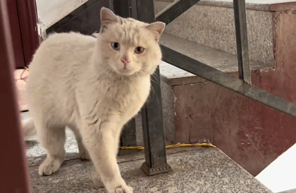 流浪猫上门求收留,遭到拒绝也不离开 流浪猫上门求收留,遭到拒绝也不离开