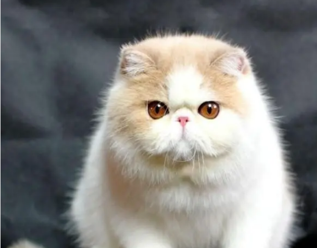 最漂亮的猫咪排名