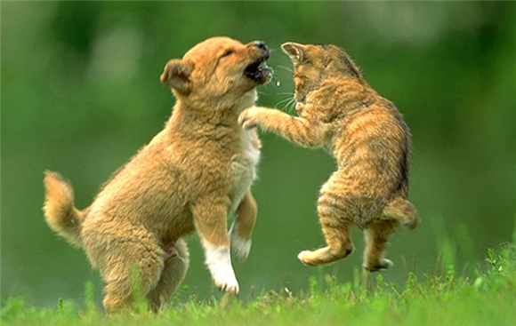猫狗大战为什么狗总是输？原因其实是这个