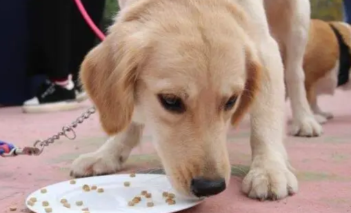 狗狗挑食不吃狗粮怎么办