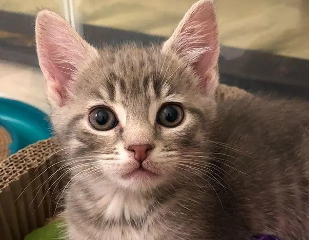 猫玩猫砂怎么办?很有可能是这几种原因 猫玩猫砂怎么办?很有可能是这几种原因