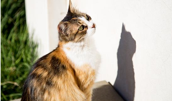 猫粮用泡水吗