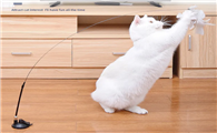 逗猫玩具有哪些