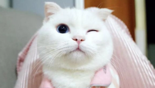 猫吃益生菌有什么作用？