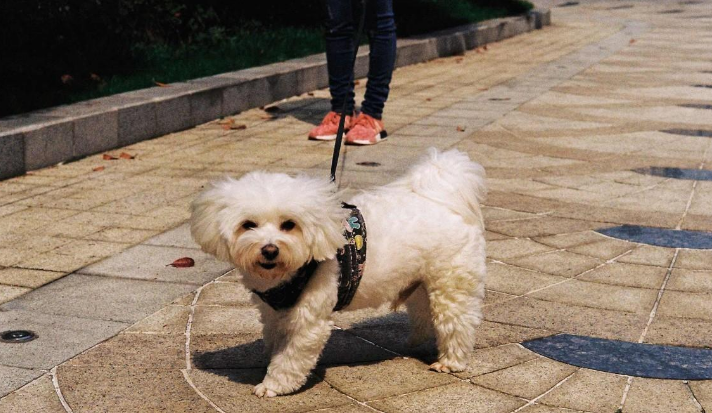 小狗牵引绳怎么戴