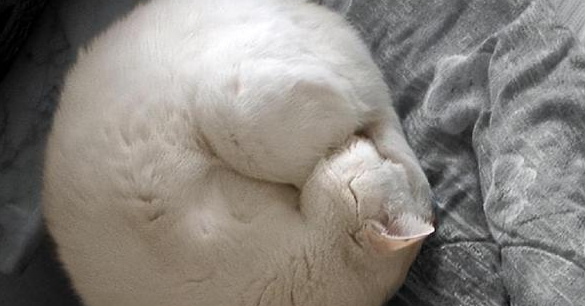 猫咪睡觉为什么把身体卷成团？原因是这样...